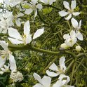 Poncirus trifoliata P2D P29
